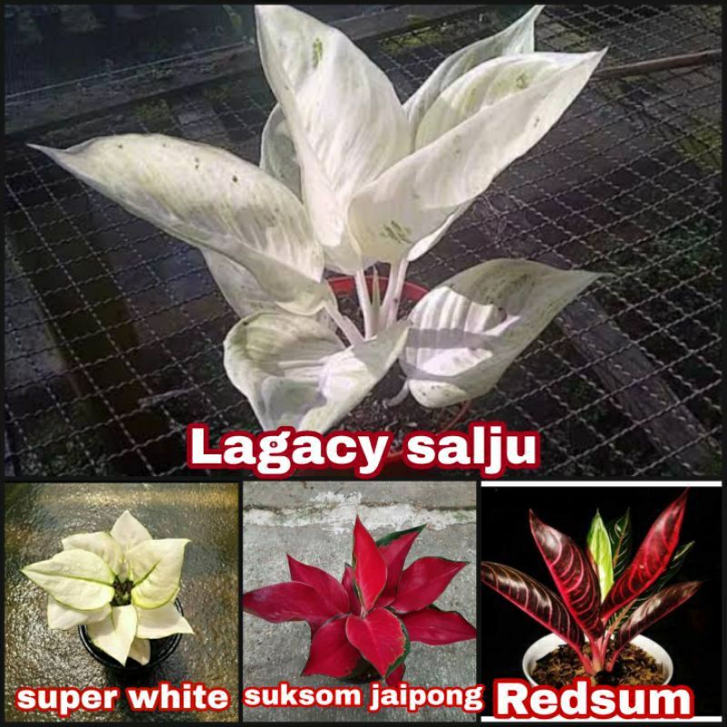 Termurah promo bibit tanaman hias aglonema legacy salju aglonema super white aglonema suksom jaipong aglonema redsum