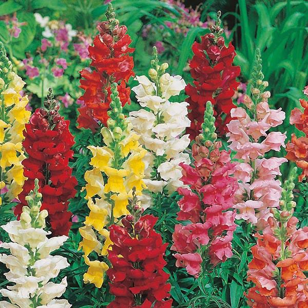 Benih Bibit Biji - Bunga Antirrhinum Rust Resistant Mixed Flower Seeds - IMPORT