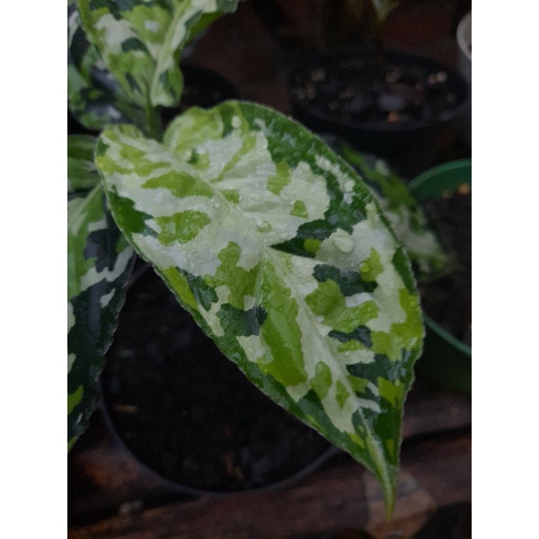 Aglaonema Pictum Pesanan KV150821