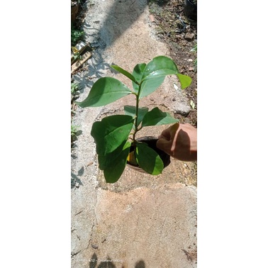 tanaman buni/bibit pohon buah buni/buah buni/pohon buni/bibit pohon buah