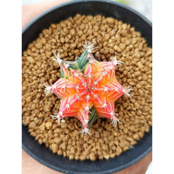 Gymnocalycium Mihanovichii Varigata selected item