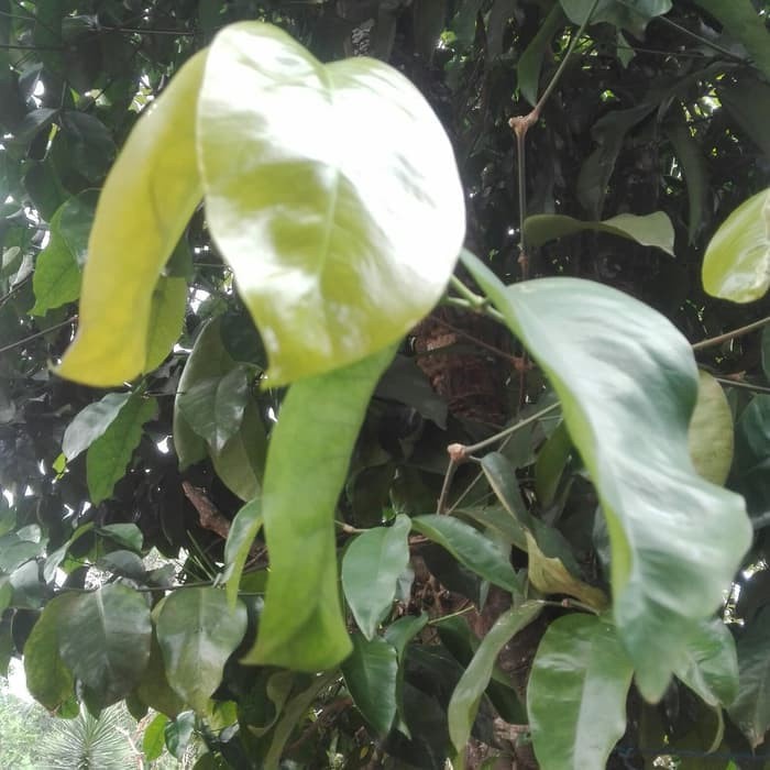 

New DAUN MELINJO SEGAR