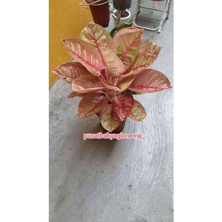 AGLONEMA ROMANTIC LOVE CANTIK BABY