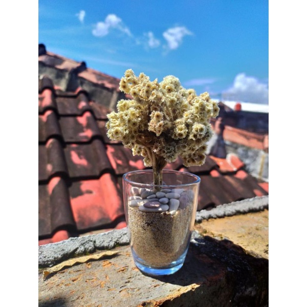 HIASAN GIFT BUNGA EDELWEIS POT