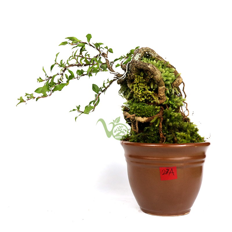 Bonsai Mame Mirten Sakura/Sakura Mikro - 27A