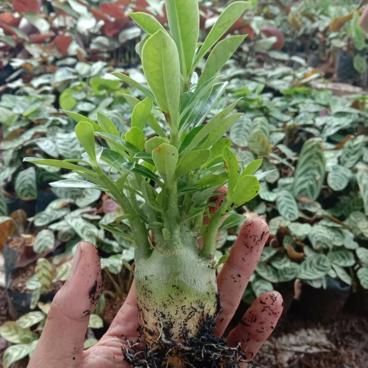 Adenium bonggol besar batang rimbun / kamboja jepang