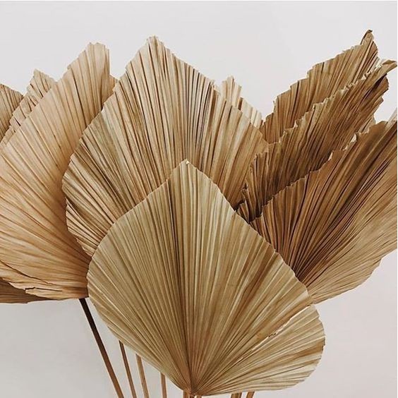 Dried Palm Leafs for Rustic Decoration Daun  Palem  Kering 