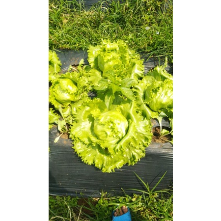 

saladah ,headletuce
