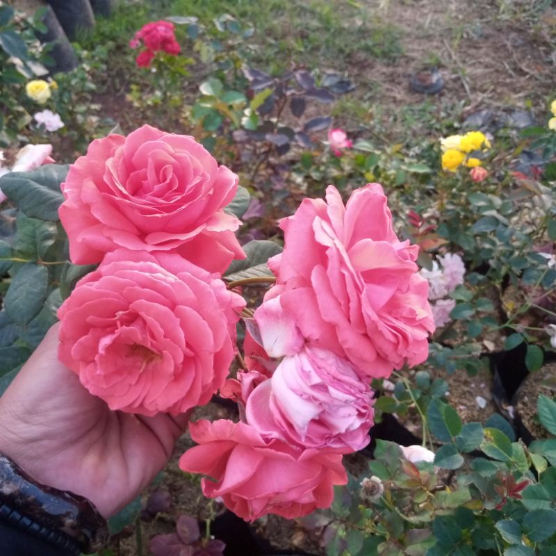 mawar rambat paket 3 plant