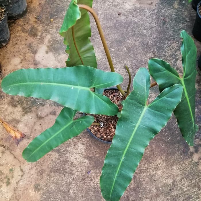 Jual Tanaman Hias Philodendron Billietiae X Atabapoense Tanaman Hias Shopee Indonesia