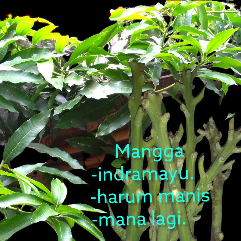 paket hemat entres 3 jenis mangga unggulan.