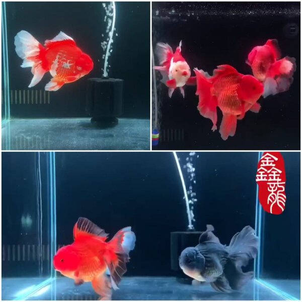 Lampu Mayin View 52cm LED Aquarium Ikan Arowana Arwana Discus Koki Koi