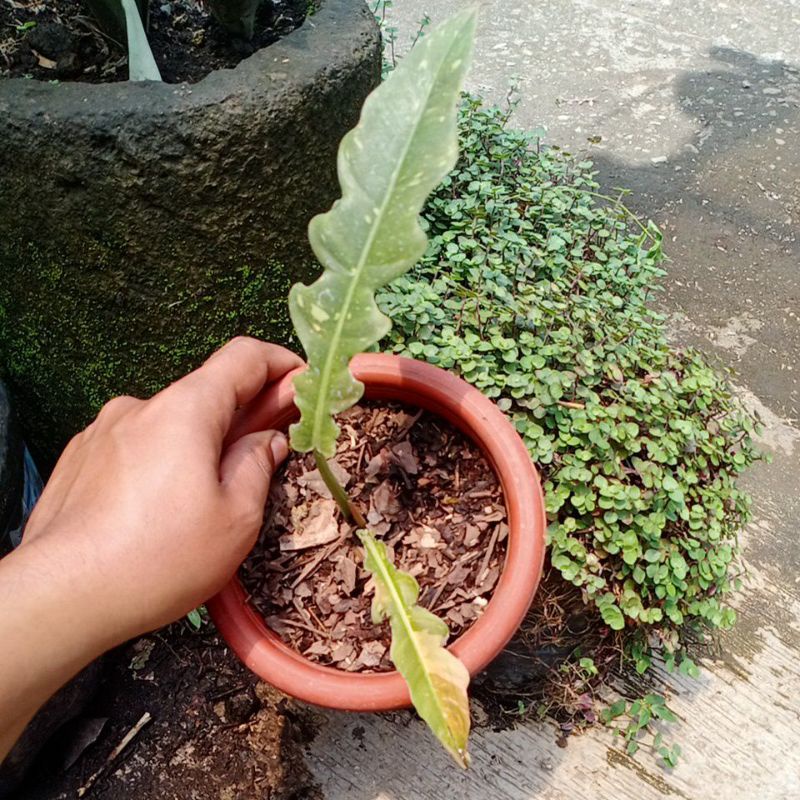 philodendron ring of fire