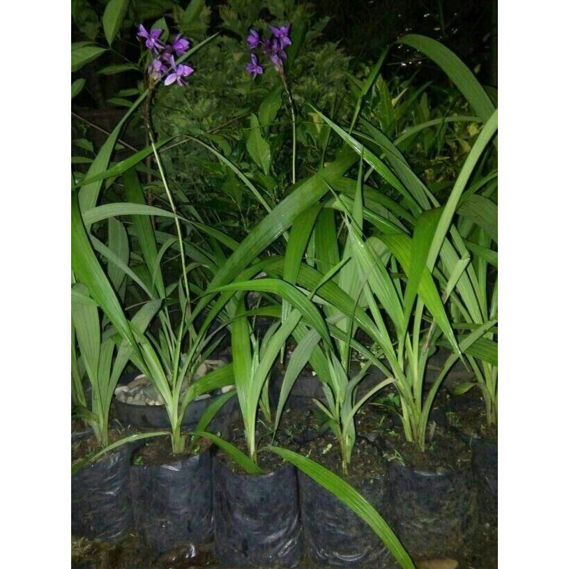 tanaman anggrek tanah / pohon anggrek