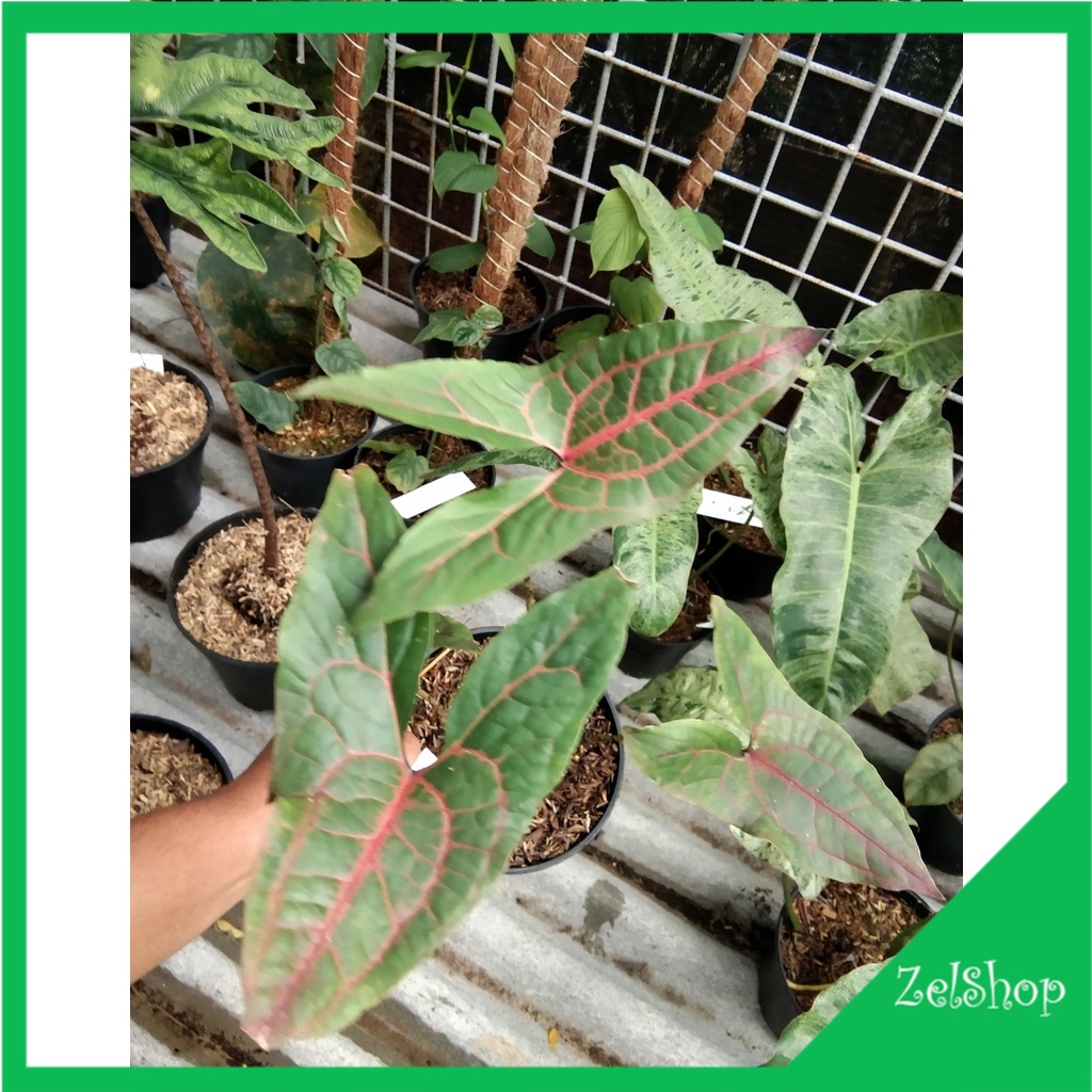 Alocasia Crytosperma Johnstonii / Black Jack / Alokasia Black Jack