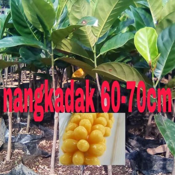 BIBIT BUAH NANGKADAK OKULASI 60CM // BENIH NANGKADAK // NANGKADAK