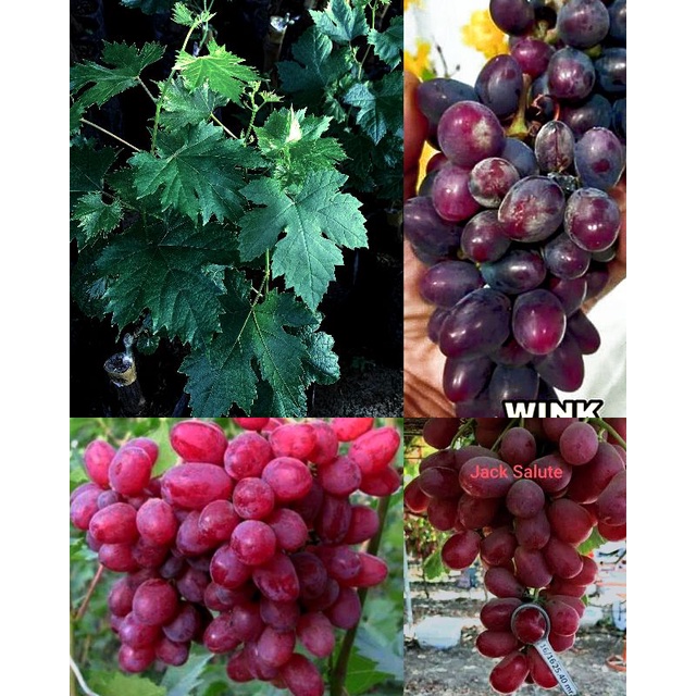 4 JENIS ANGGUR IMPORT SIAP TANAM DIJAMIN VALID DIKIRIM TANPA PENGURANGAN MEDIA BISA COD
