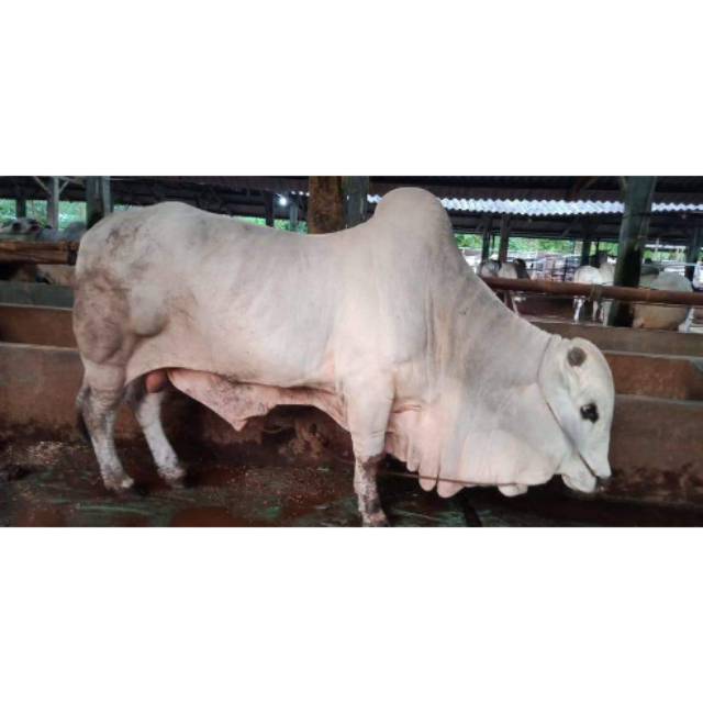 

SAPI QURBAN PO MURAH