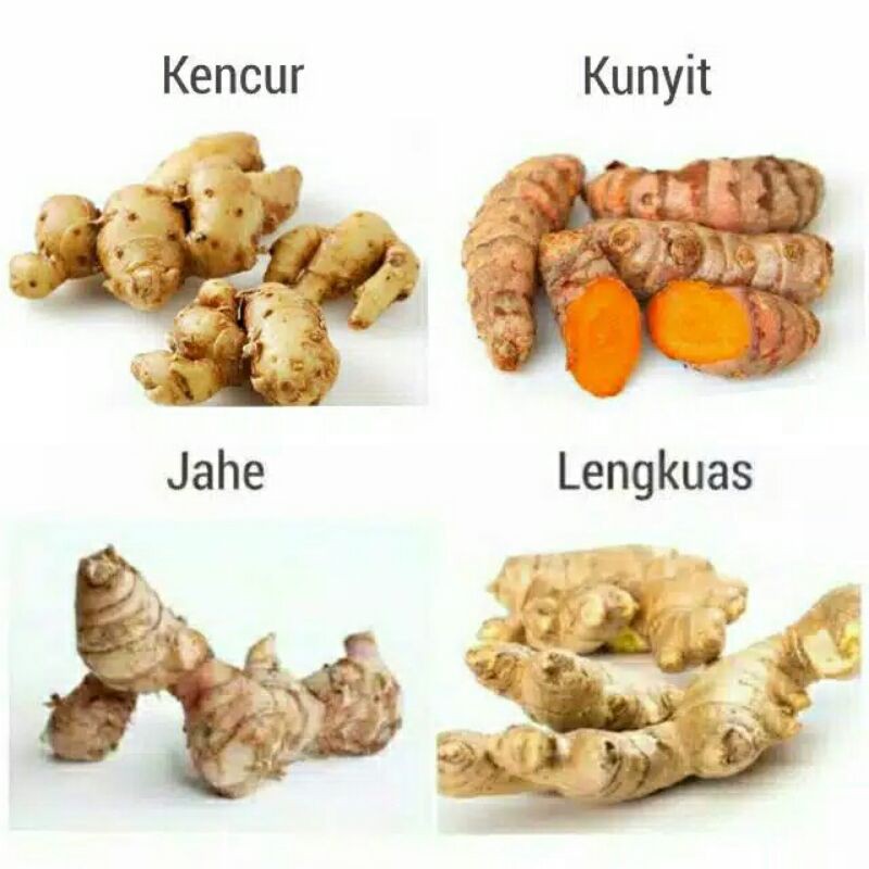 

Kunyit / kencur / jahe / lengkuas