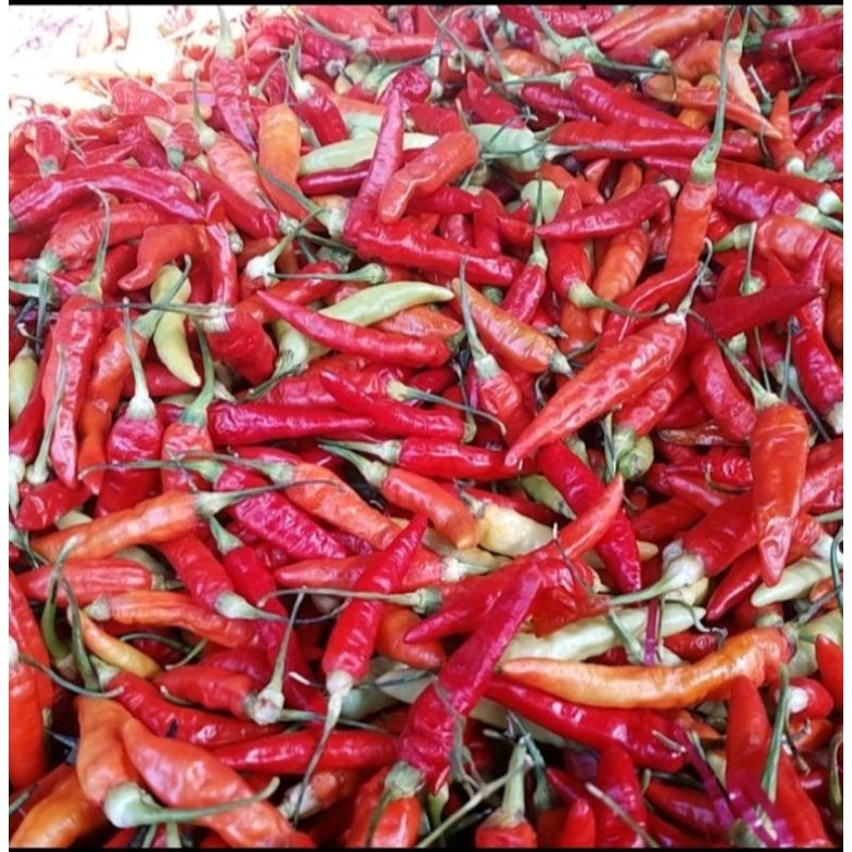 

Cabe Rawit Setan/ Merah 250 gram
