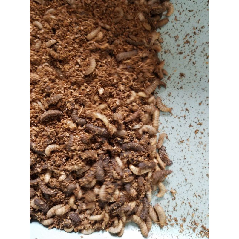 magot (larva lalat bsf)