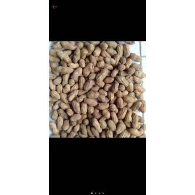 biji kacang, benih kacang, bibit kacang tanah super 500 gr