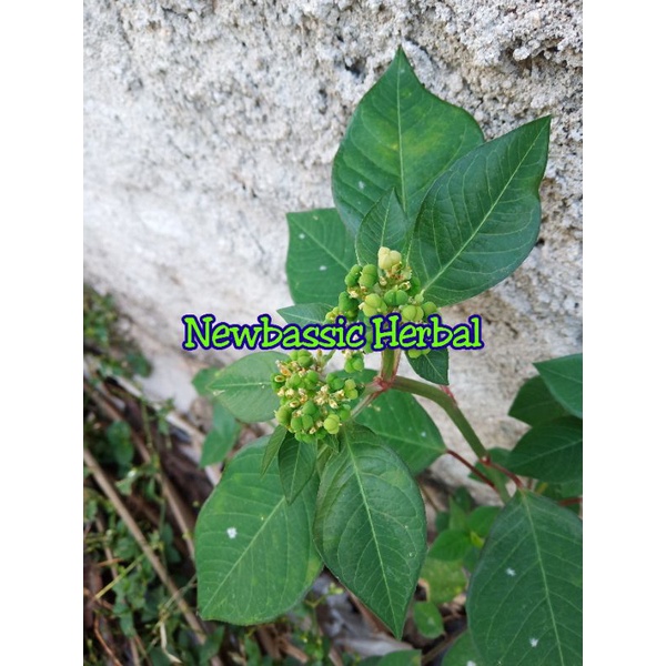 

daun kate mas daun petik mas suduk mentul fresh 500g