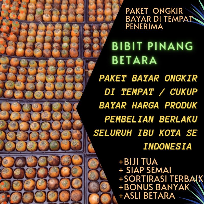Bibit Pinang Betara Jambi Promo Ongkir Bayar Di Tempat