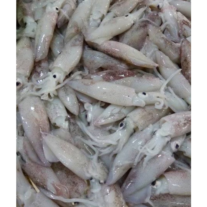 cumi cumi besar segar&fresh 1kg