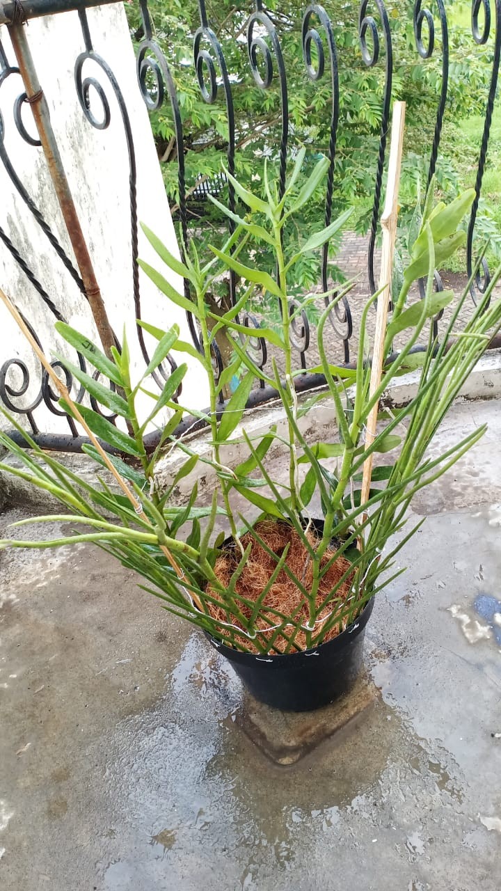 Vanda Douglas Murah (dewasa)