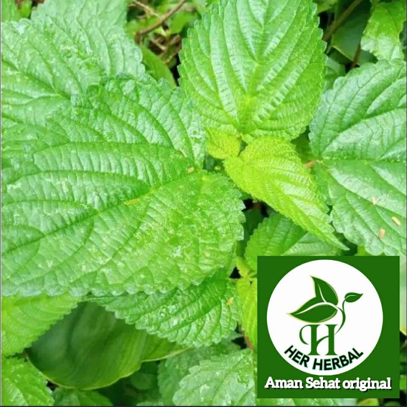 

Daun jelatang daun gatal daun pulus herbal segar 1kg