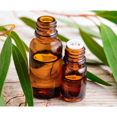 Eucalyptus Essential Oil 100 ml Minyak Atsiri Eukaliptus Globulus Murni