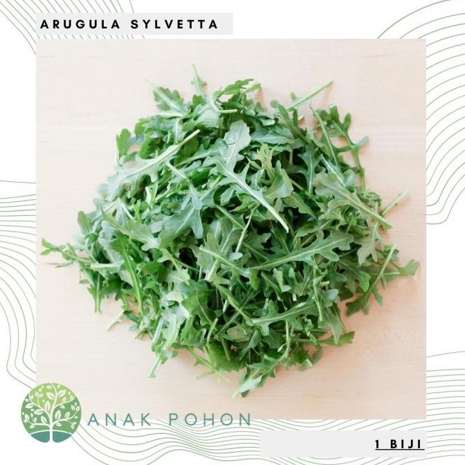 Benih Bibit Biji - Arugula Sylvetta (Wild Arugula) Seeds - IMPORT (5 biji) ANPN62 Juara