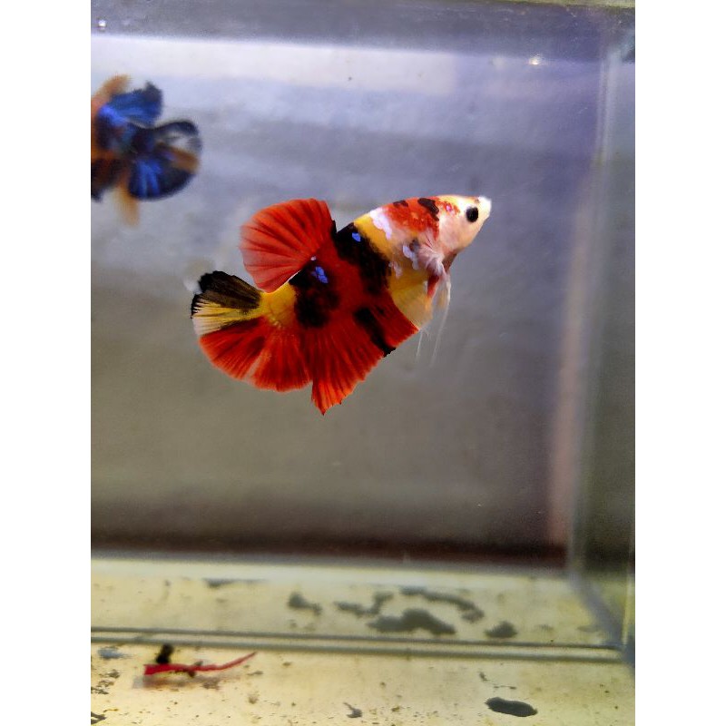 

cupang/koi/galaxyi