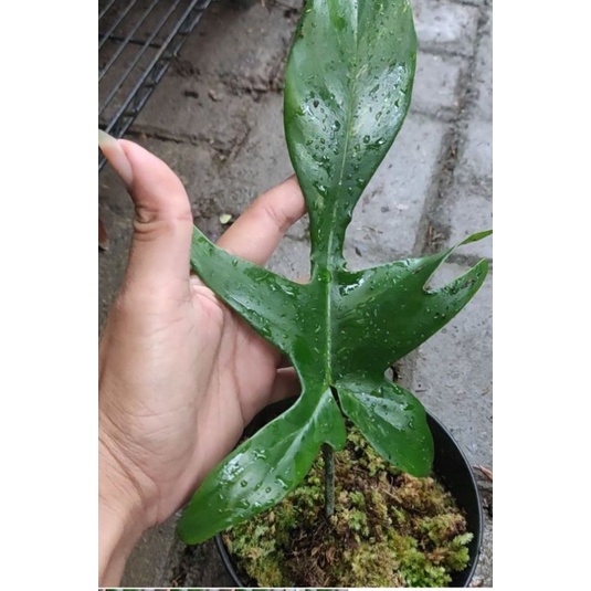 Florida Beauty Variegata