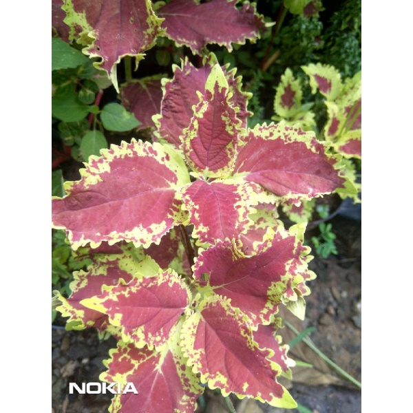 stek bahan tani Miana 20 btg