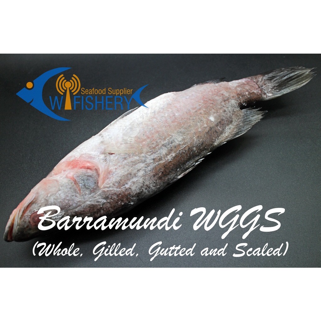 

Ikan Kakap Putih Utuh Bersih - Barramundi WGGS