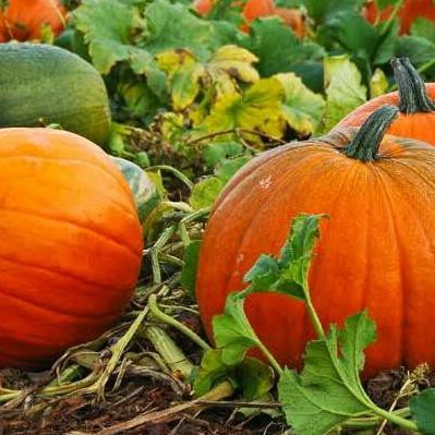 Ready Oke] Benih Bibit Labu Kuning/Benih Waluh/Bibit Labu Parang