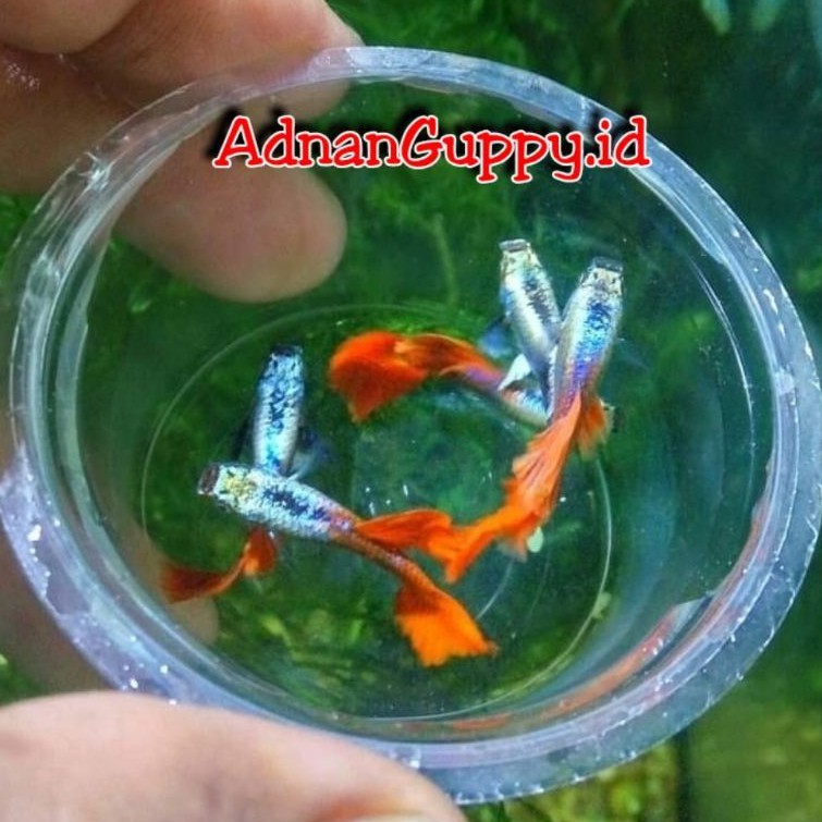 IKAN GUPPY PLATINUM RED TAIL DUMBO EAR PRTDE PERPASANG