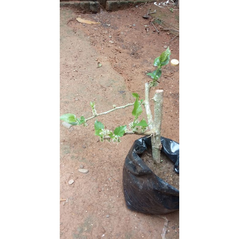 batang stek murbei,bahan bonsai