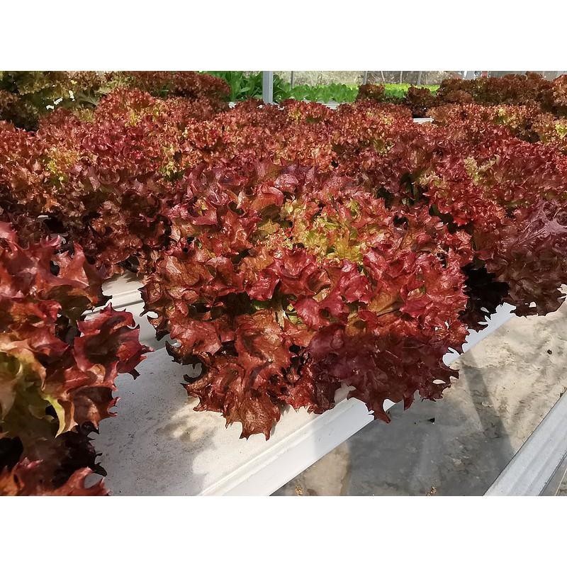 Benih Bibit Selada Keriting Merah Olga Red Lettuce - Bibit Tanaman Sayur Sayuran Seribuan