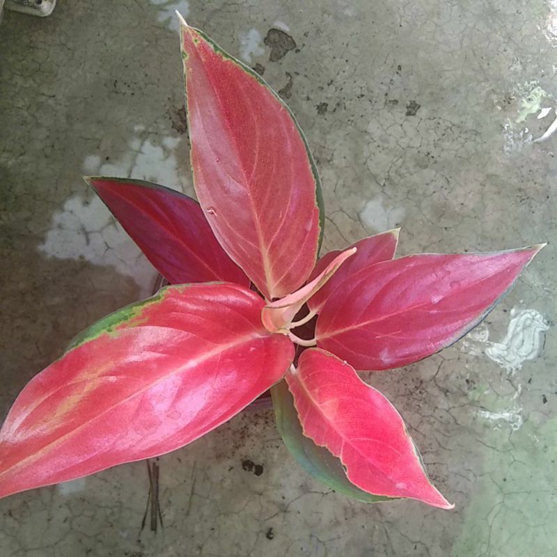 Aglaonema RHCP Red Hot Chili Peppers