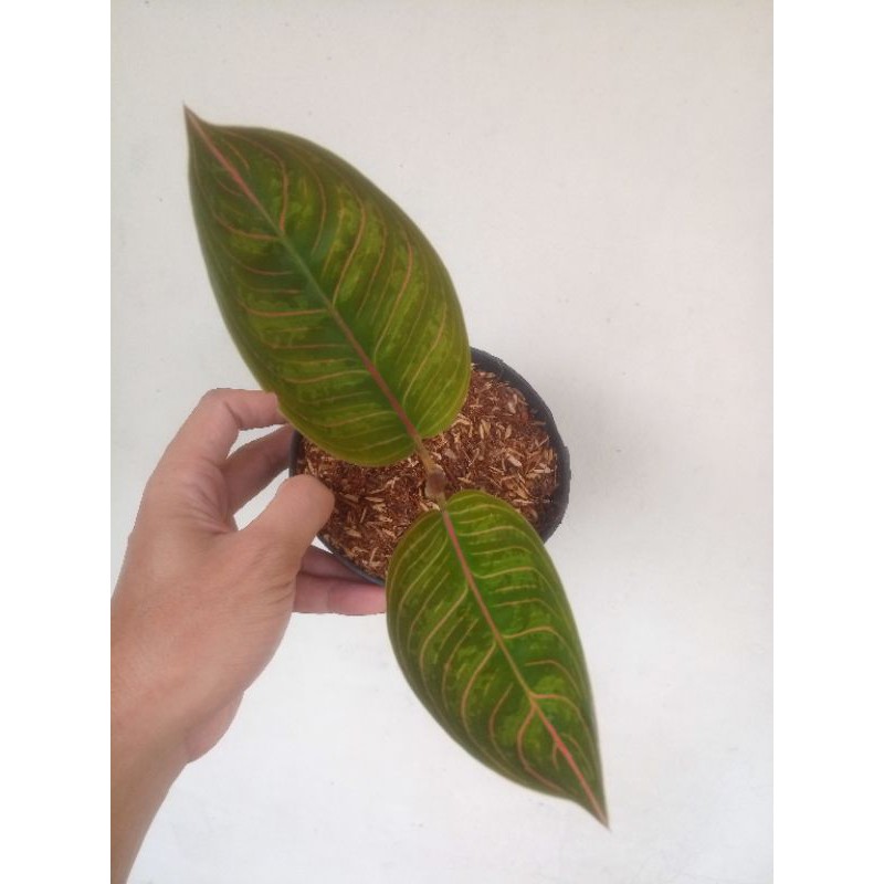 Aglonema Kresna Black