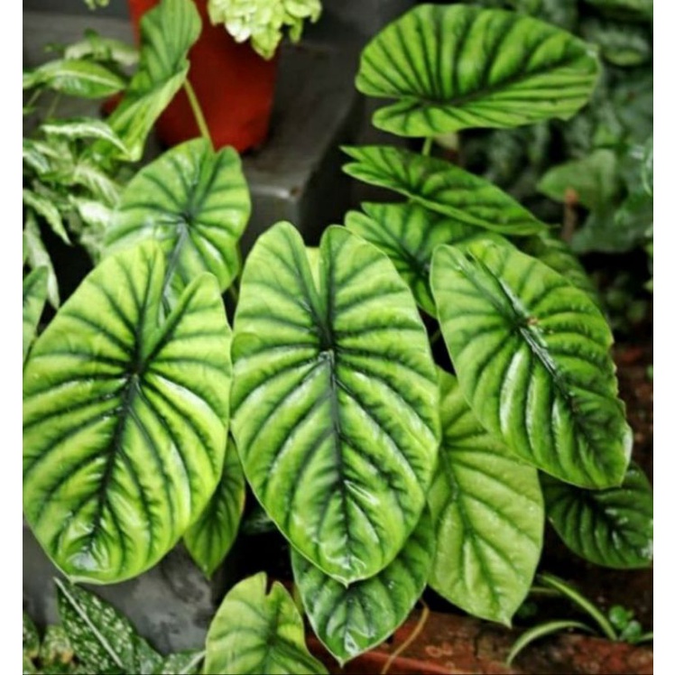Alokasia cuprea hija , tengkorak hijau , ALOCASIA GREEN SHIELD CLYPEOLATA