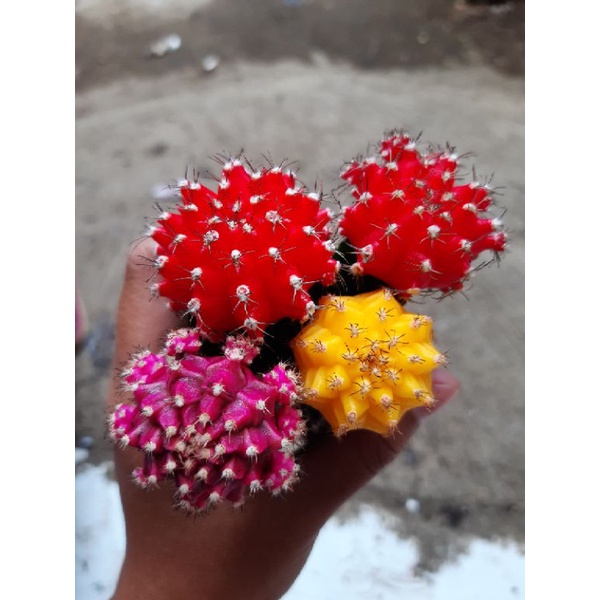 Kaktus Grafting Gymno import warna