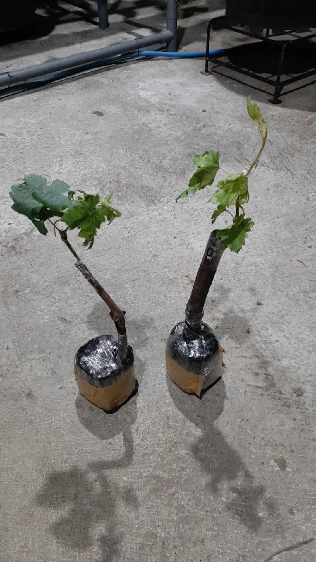 Bibit Anggur Taldun Valid