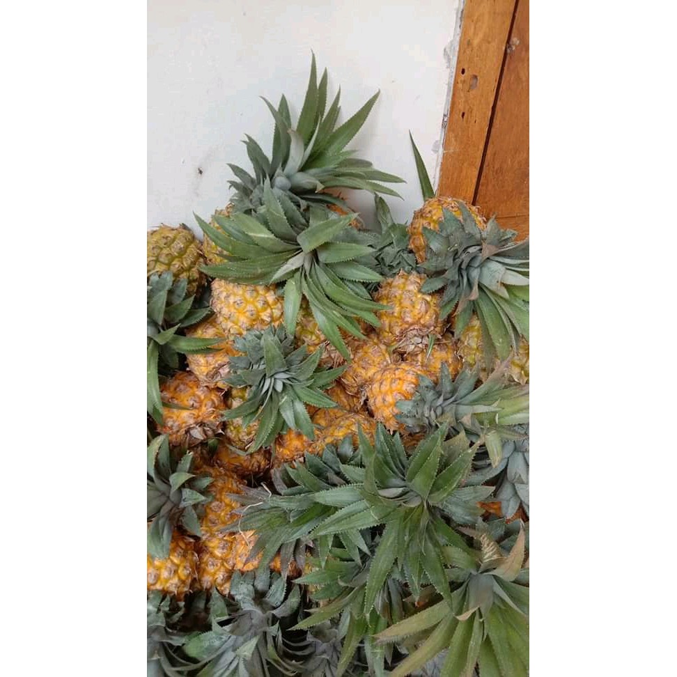 

Nanas segar manis/buah