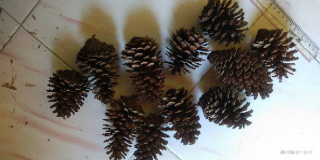 Bunga Pinus Kering Jumbo Mekar Pine Cones Rustic