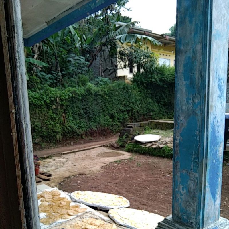 

Kicimpring tiga rasa