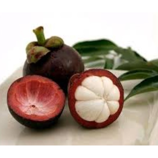 Bibit Tanaman Buah Manggis Bali